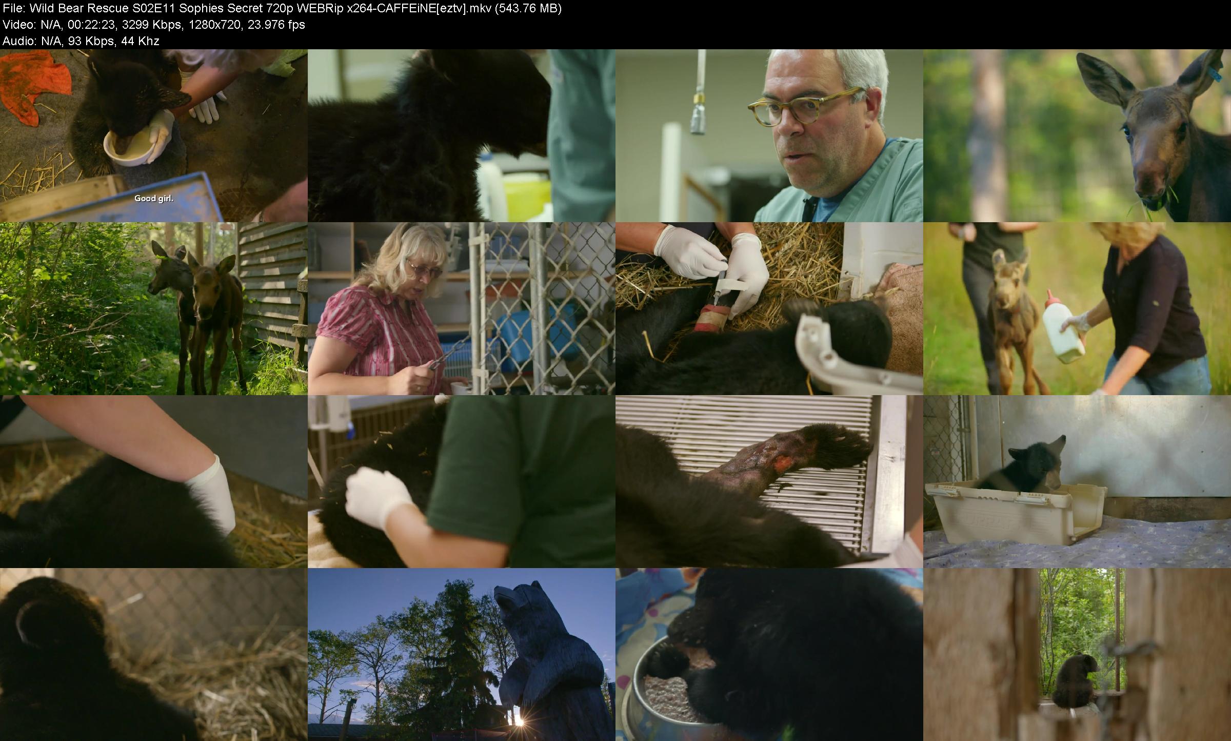 Wild Bear Rescue S02e11 Sophies Secret 720p Webrip X264 caffeine